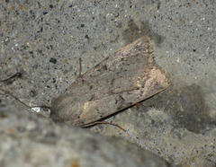 Epipsilia grisescens