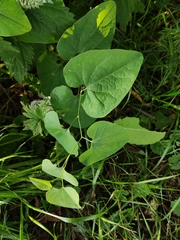 Aristolochia clematitis