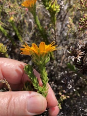 Oedera capensis