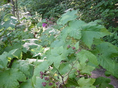 Rubus odoratus