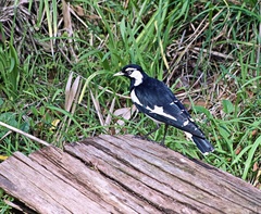Grallina cyanoleuca