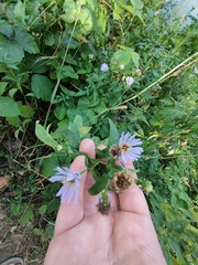 Symphyotrichum novi-belgii