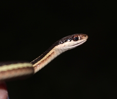 Thamnophis saurita septentrionalis