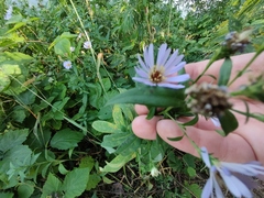 Symphyotrichum novi-belgii