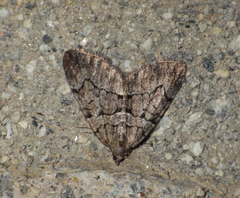 Thera cognata