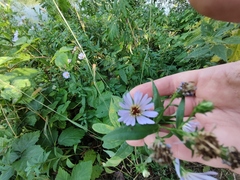Symphyotrichum novi-belgii