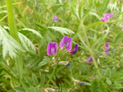 Vicia sativa