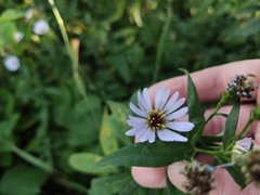 Symphyotrichum novi-belgii