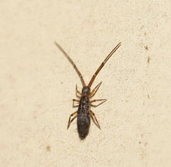 Entomobryomorpha