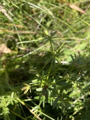 Galium trifidum