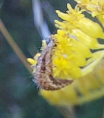 Chrysoperla carnea