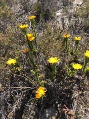 Oedera capensis