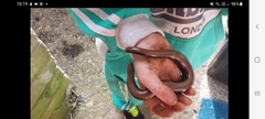 Anguis fragilis
