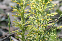 Lycopodium deuterodensum