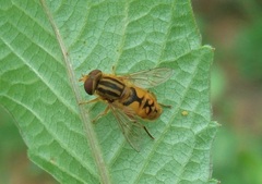 Parhelophilus frutetorum