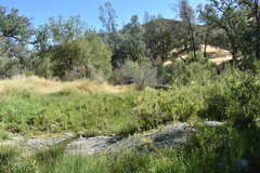 Hesperoleucus symmetricus