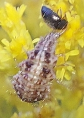 Chrysoperla carnea