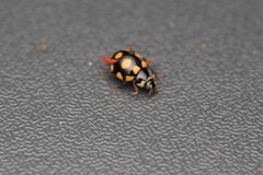 Coccinula quatuordecimpustulata