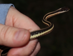 Thamnophis saurita septentrionalis