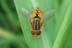 Parhelophilus frutetorum