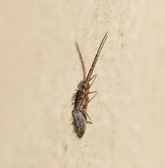 Entomobryomorpha