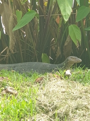 Varanus salvator macromaculatus