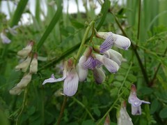 Vicia sylvatica
