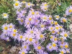 Aster biennis