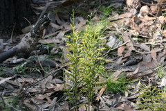 Lycopodium deuterodensum