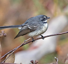 Rhipidura albiscapa