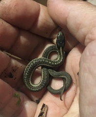 Thamnophis elegans