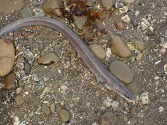Conger monganius