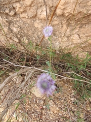 Globularia alypum