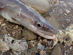 Conger monganius