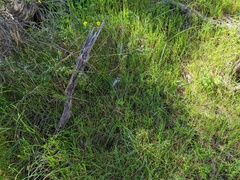 Caesia calliantha