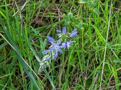 Caesia calliantha