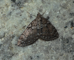 Thera cognata