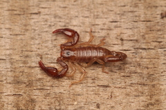 Euscorpius