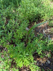 Thelymitra megcalyptra