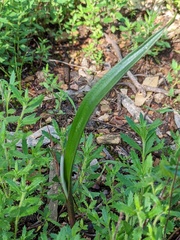Thelymitra megcalyptra