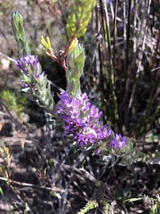 Amphithalea violacea