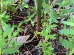 Thelymitra megcalyptra