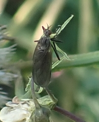 Empidinae
