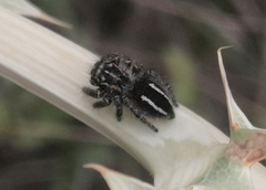 Philaeus chrysops