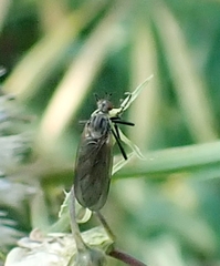 Empidinae