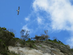 Pterodroma nigripennis