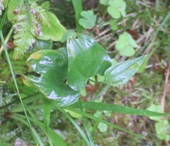 Maianthemum bifolium