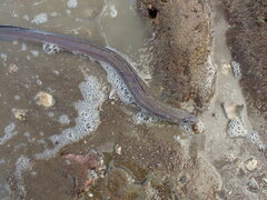 Conger monganius