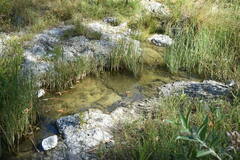 Hesperoleucus symmetricus