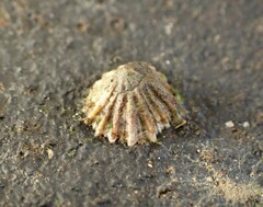 Siphonaria australis